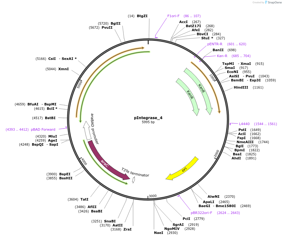 60576-plasmid-map-sequence-id-97248