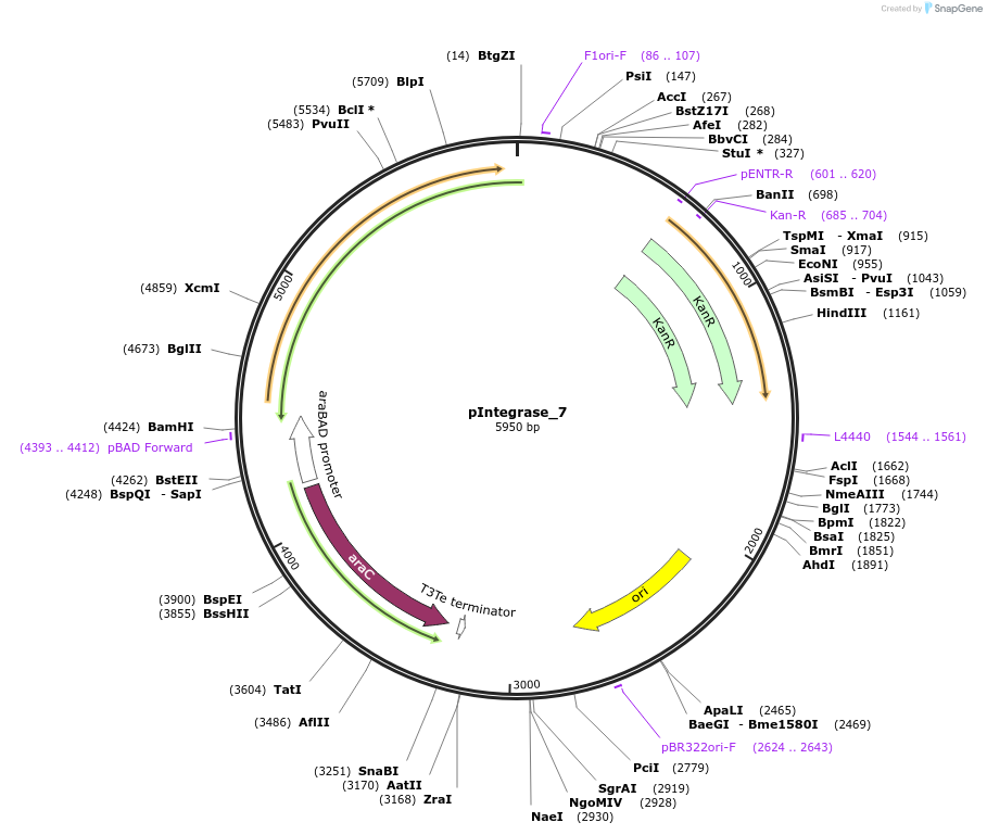 60578-plasmid-map-sequence-id-97252
