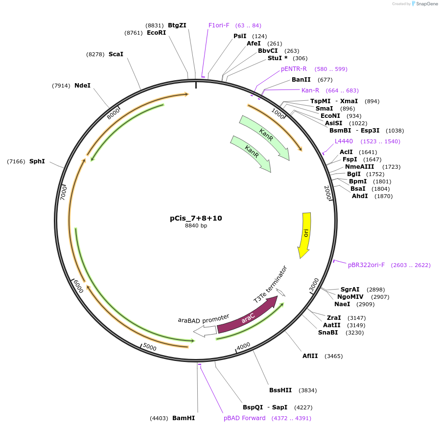 60588-plasmid-map-sequence-id-97285