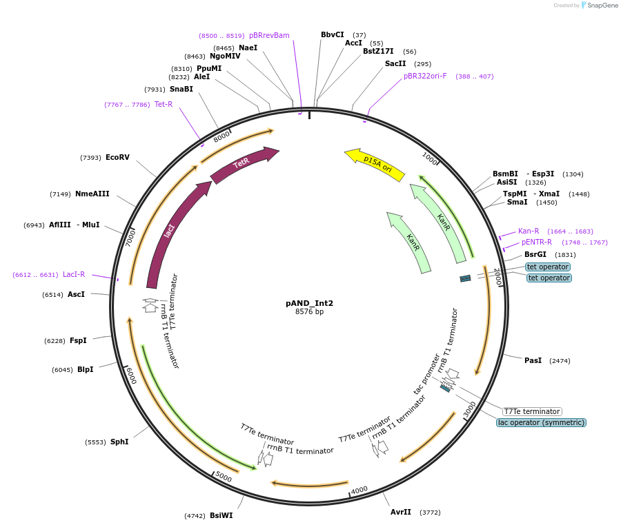 60590-plasmid-map-sequence-id-97289