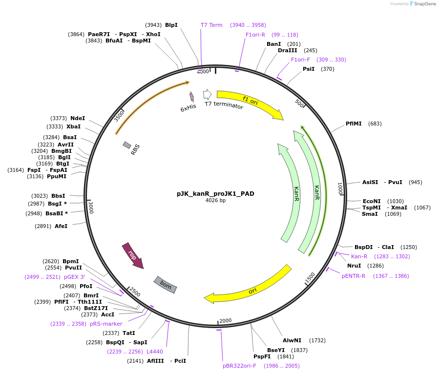 60630-plasmid-map-sequence-id-97408
