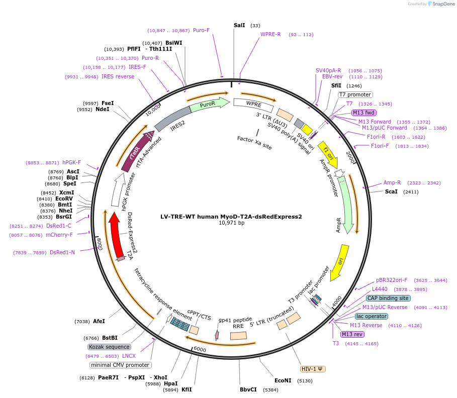 60628-plasmid-map-sequence-id-97421