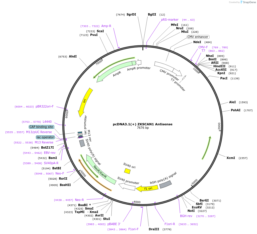 60632-plasmid-map-sequence-id-97430
