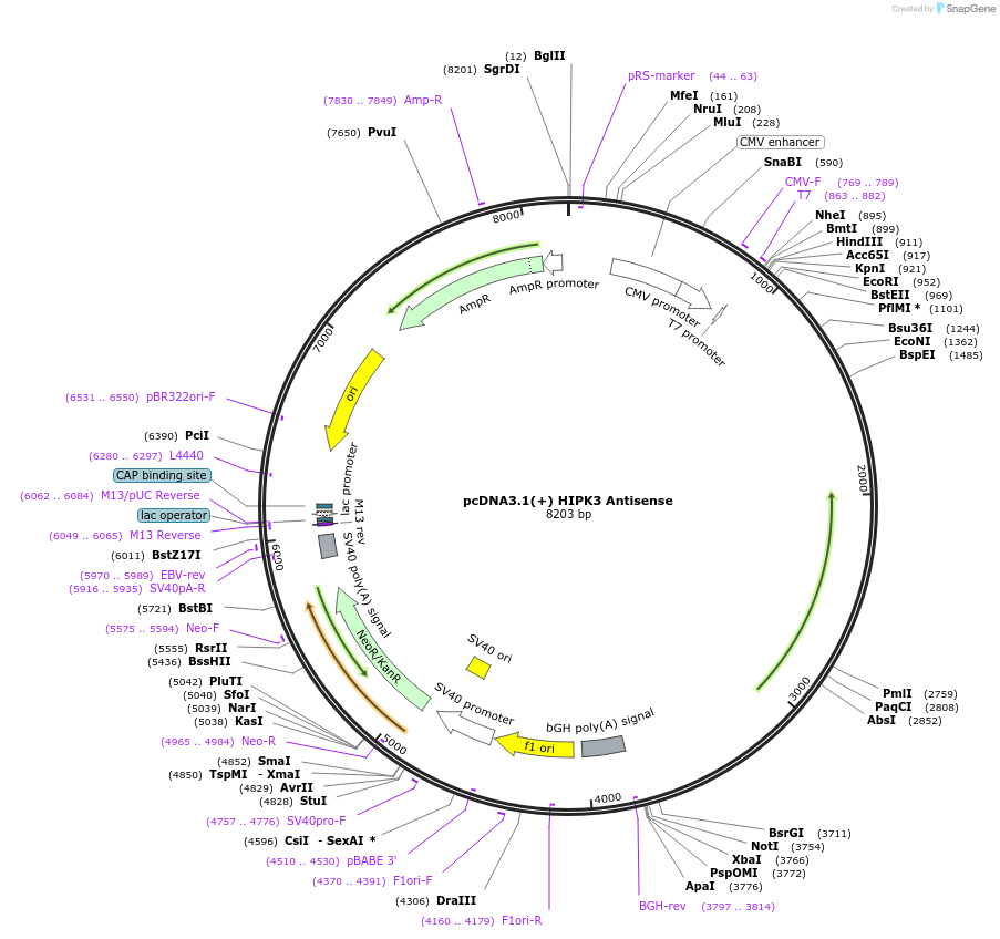 60635-plasmid-map-sequence-id-97437