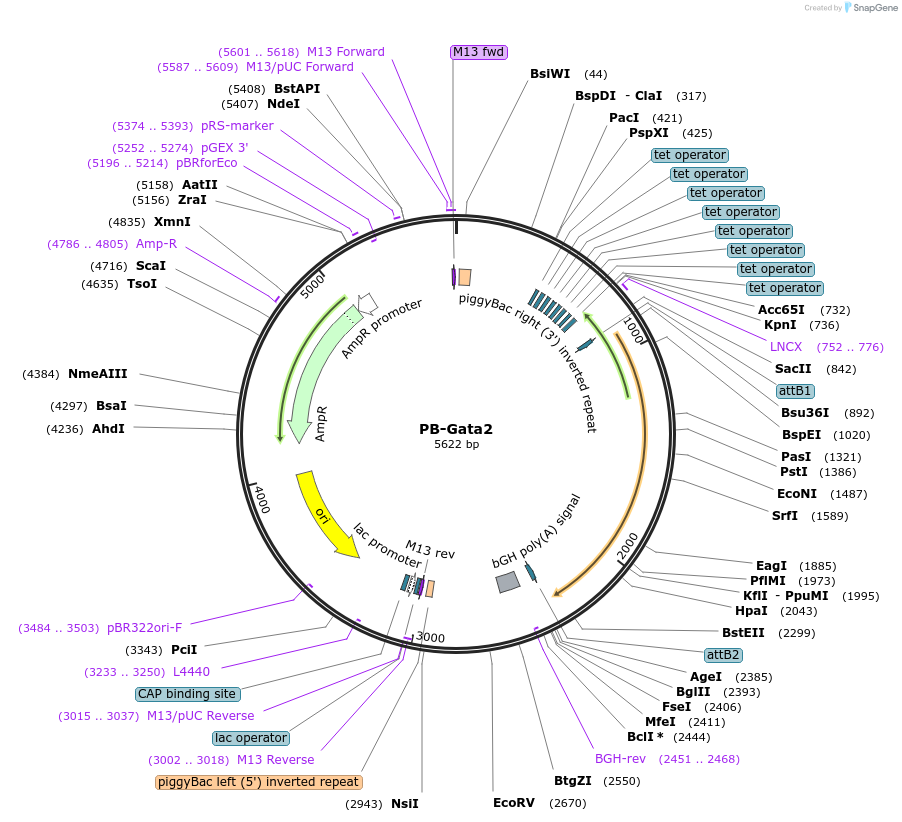 60665-plasmid-map-sequence-id-97464
