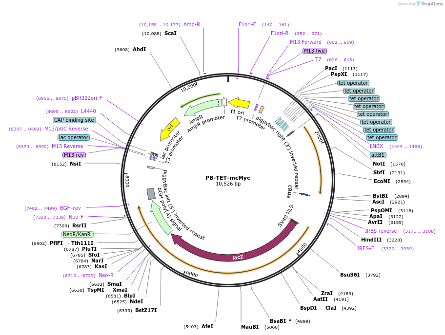 20888-plasmid-map-sequence-id-9747
