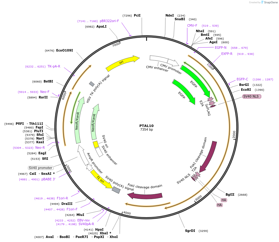 60671-plasmid-map-sequence-id-97508