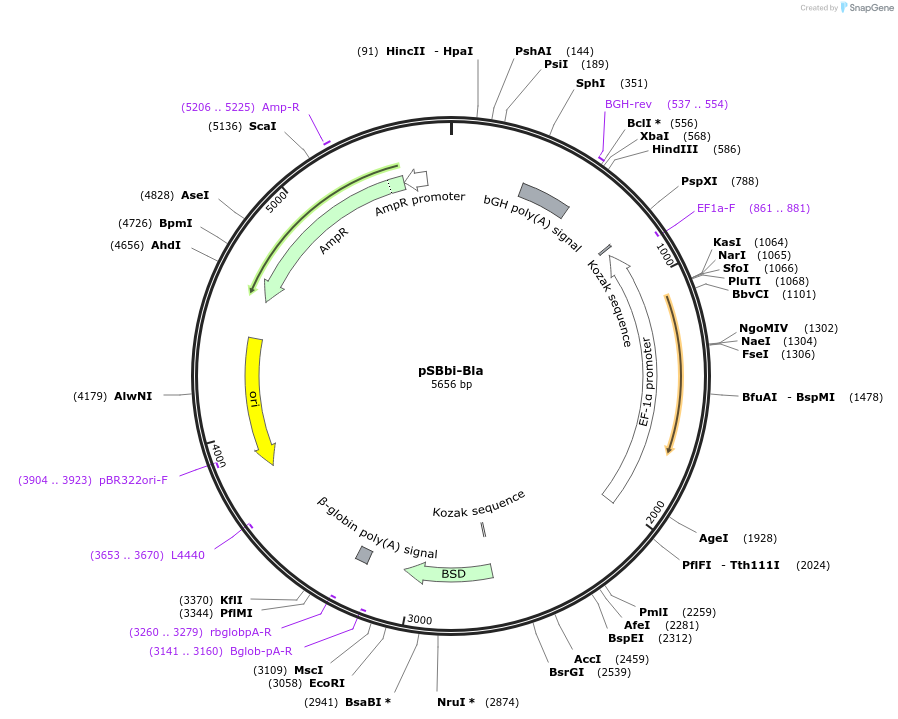 60526-plasmid-map-sequence-id-97520