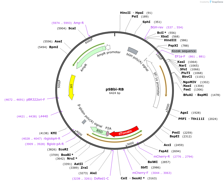 60522-plasmid-map-sequence-id-97524