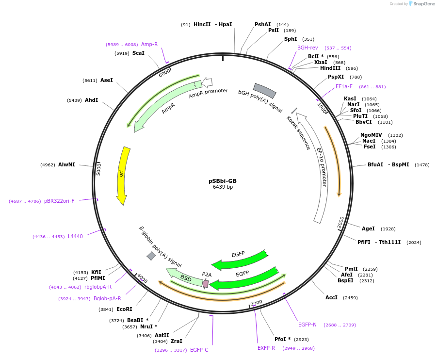 60520-plasmid-map-sequence-id-97526