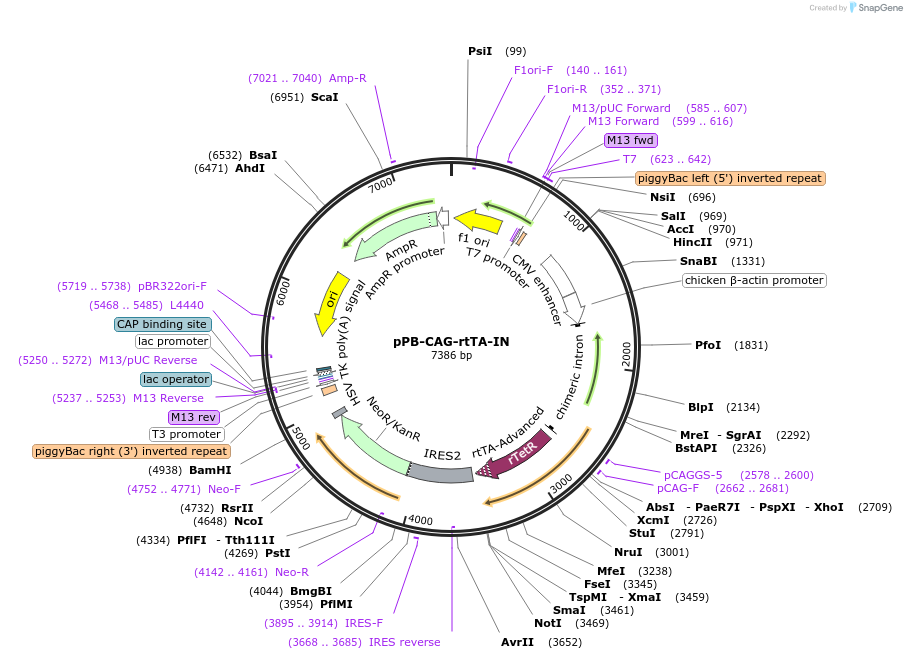 60612-plasmid-map-sequence-id-97537