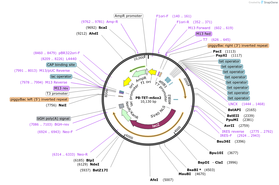 20908-plasmid-map-sequence-id-9754