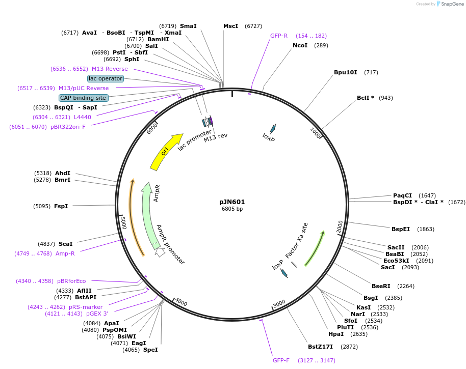 59790-plasmid-map-sequence-id-97553
