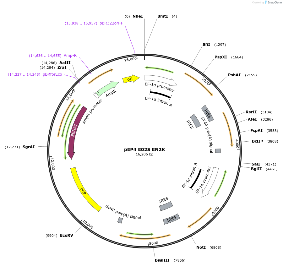 20925-plasmid-map-sequence-id-9761