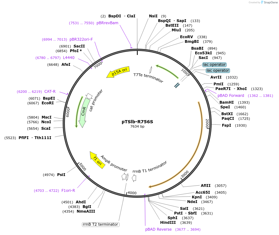 60730-plasmid-map-sequence-id-97716