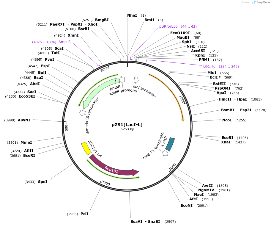 60745-plasmid-map-sequence-id-97730