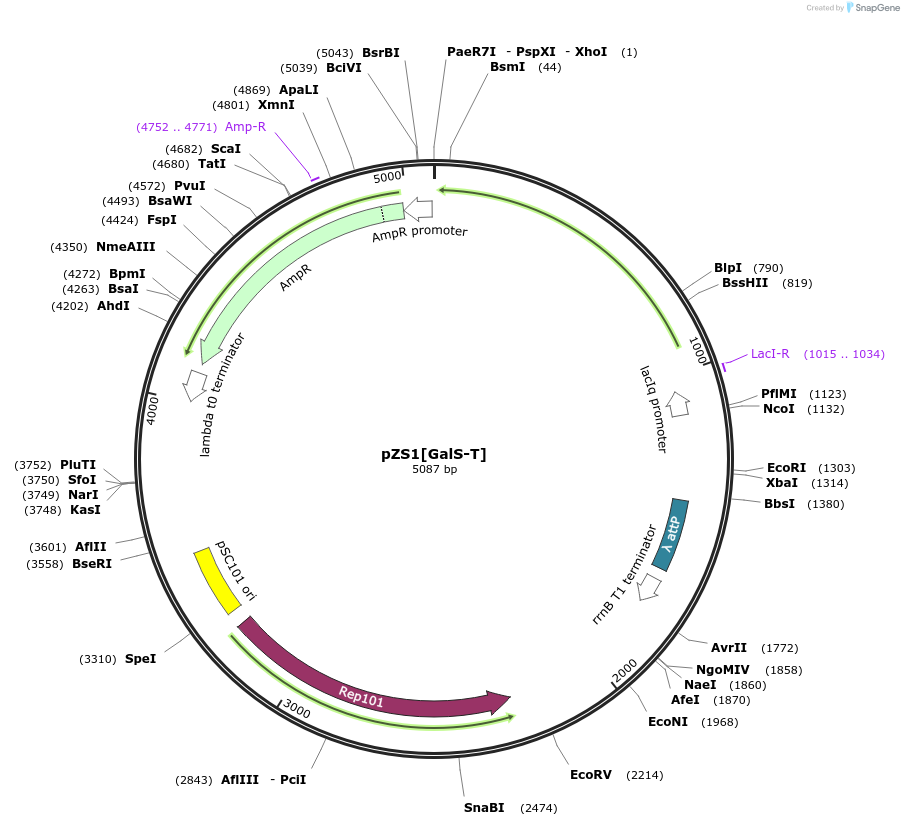 60753-plasmid-map-sequence-id-97735