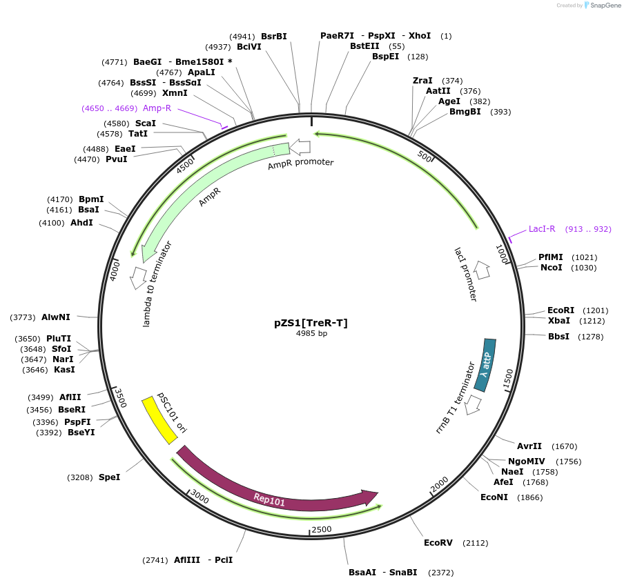 60754-plasmid-map-sequence-id-97736