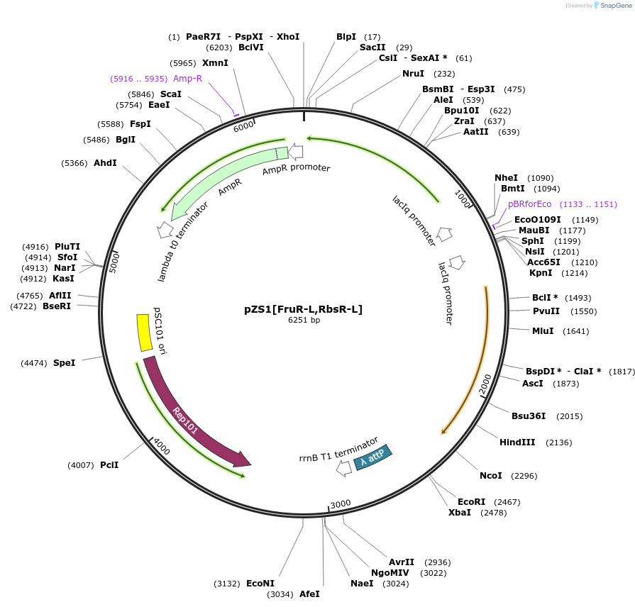 60761-plasmid-map-sequence-id-97743