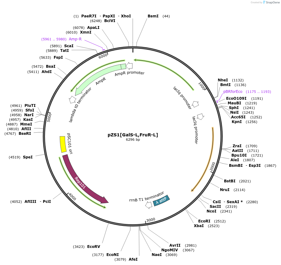 60764-plasmid-map-sequence-id-97746