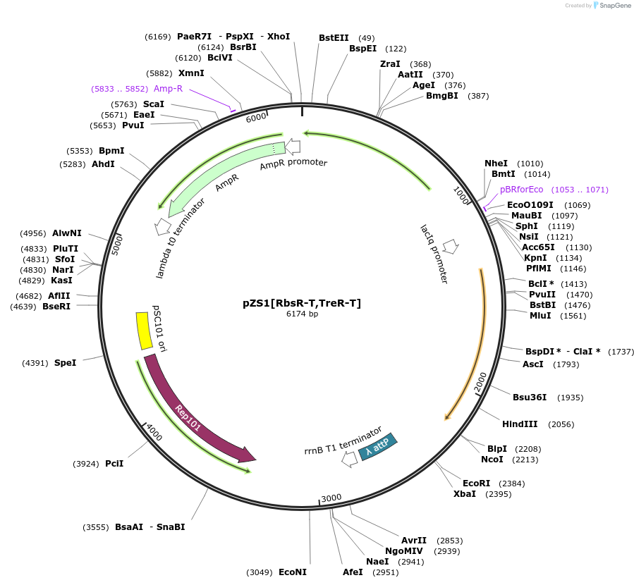 60776-plasmid-map-sequence-id-97758