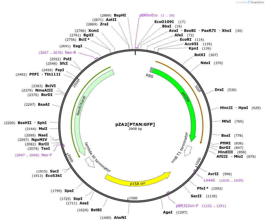 60779-plasmid-map-sequence-id-97761