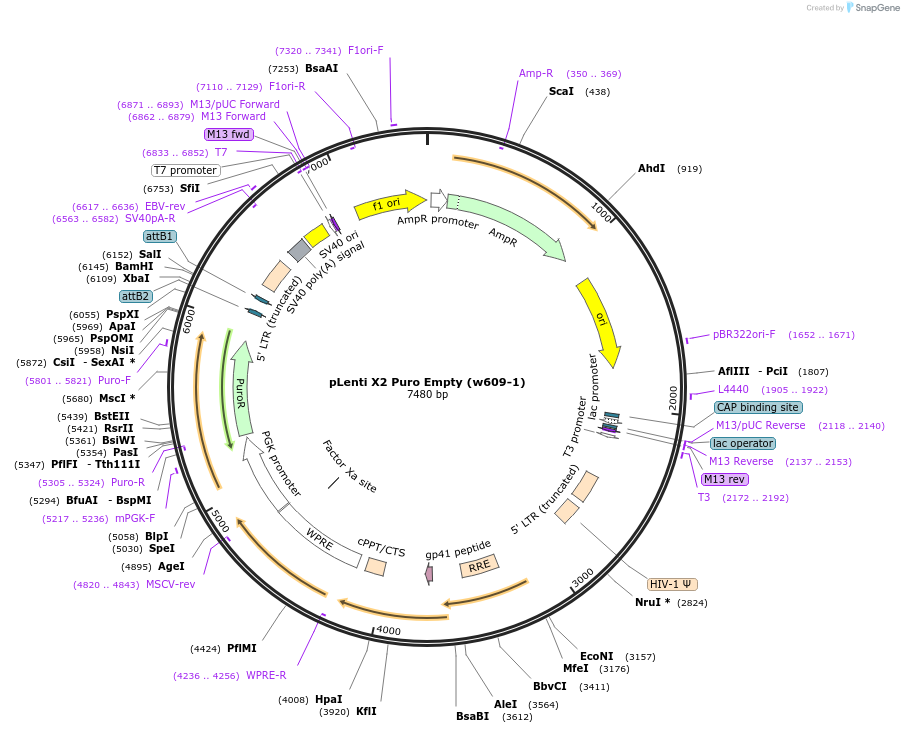 20957-plasmid-map-sequence-id-9778