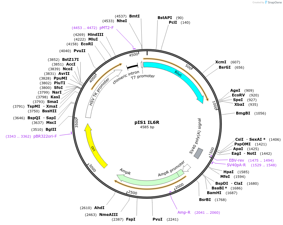 60796-plasmid-map-sequence-id-97807
