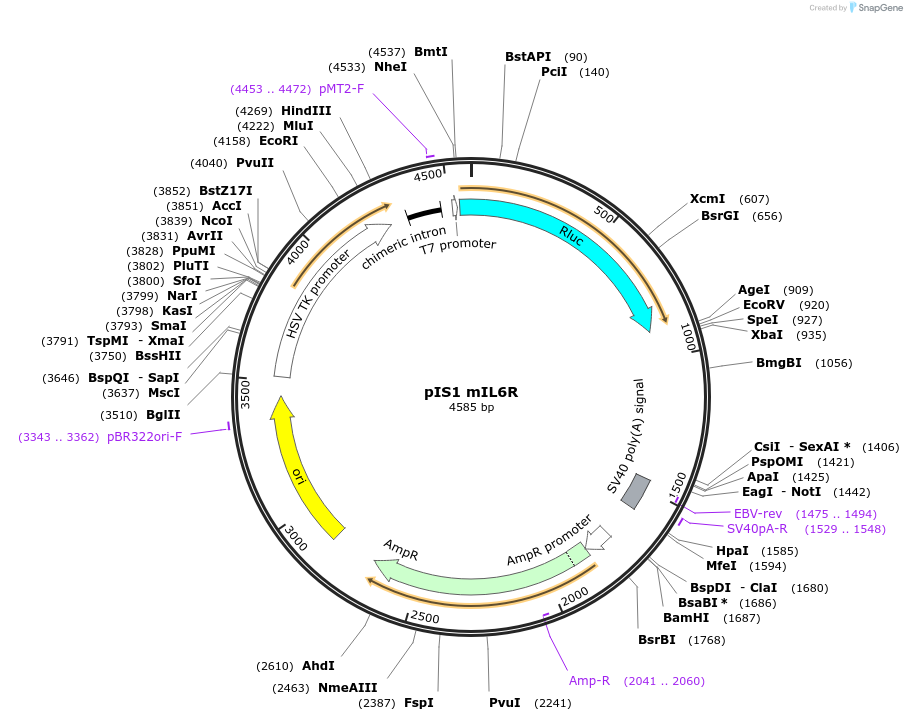 60797-plasmid-map-sequence-id-97808