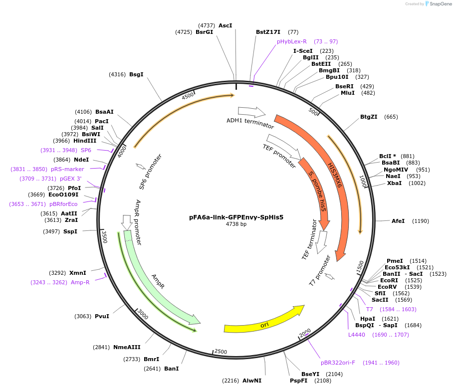 60782-plasmid-map-sequence-id-97826