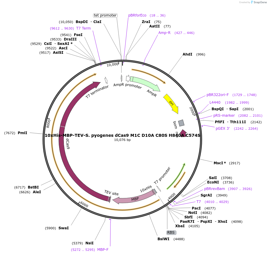 60815-plasmid-map-sequence-id-97851