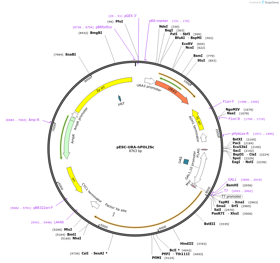 60819-plasmid-map-sequence-id-97872