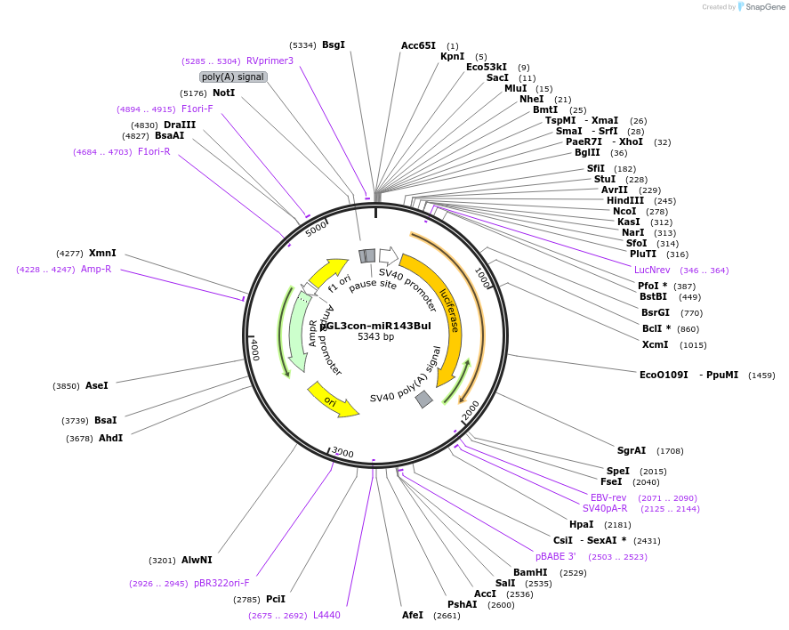21119-plasmid-map-sequence-id-9797