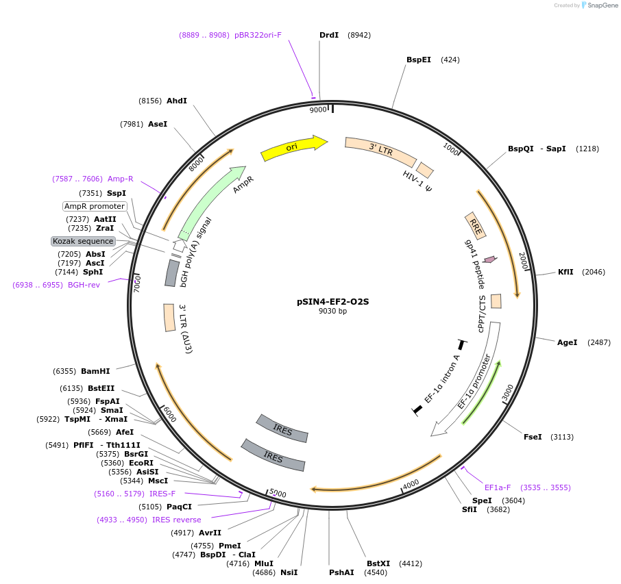 21162-plasmid-map-sequence-id-9806