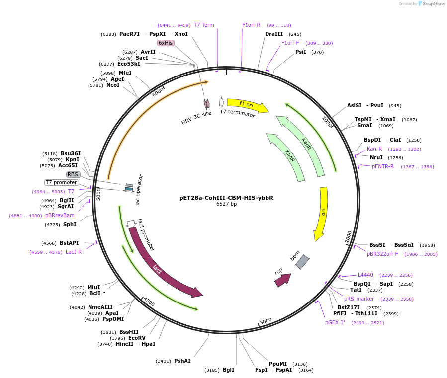 60866-plasmid-map-sequence-id-98102