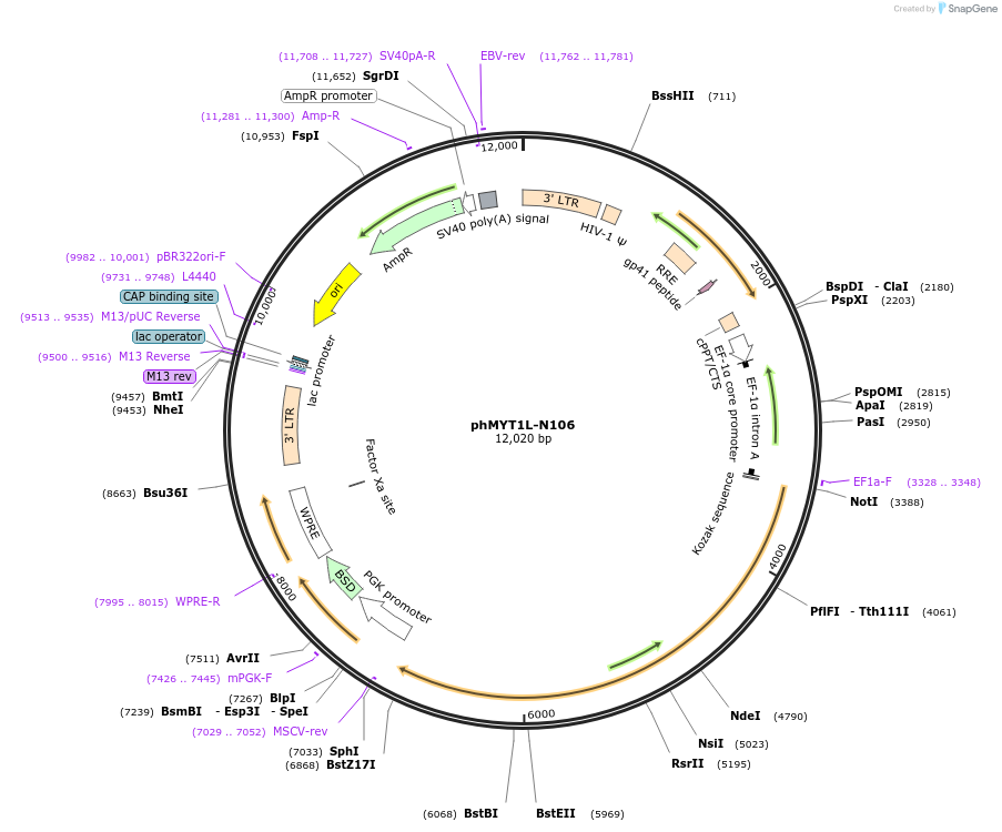 60861-plasmid-map-sequence-id-98133
