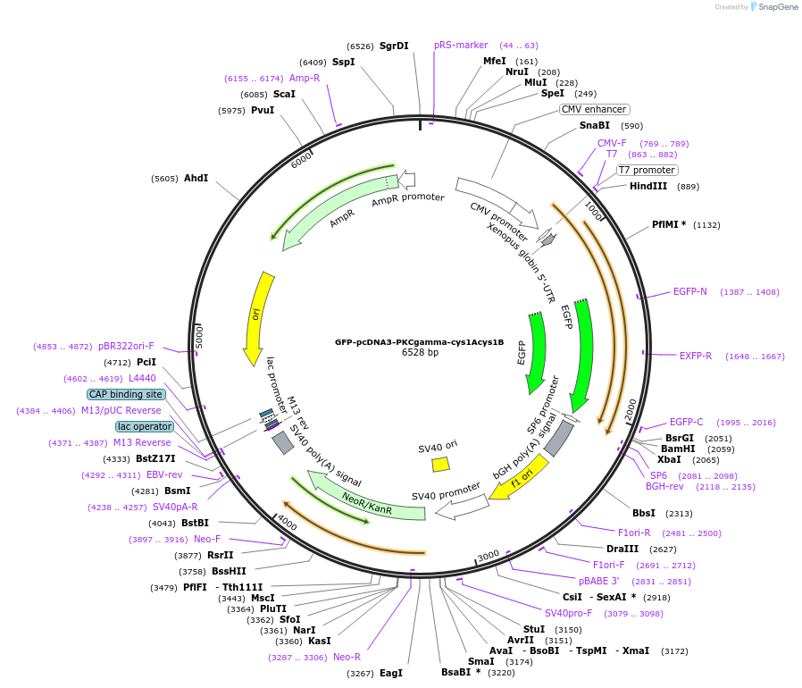 21190-plasmid-map-sequence-id-9819