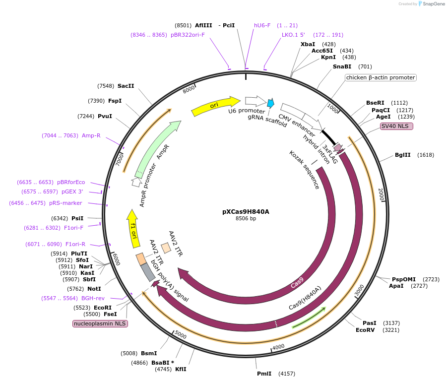 60900-plasmid-map-sequence-id-98218