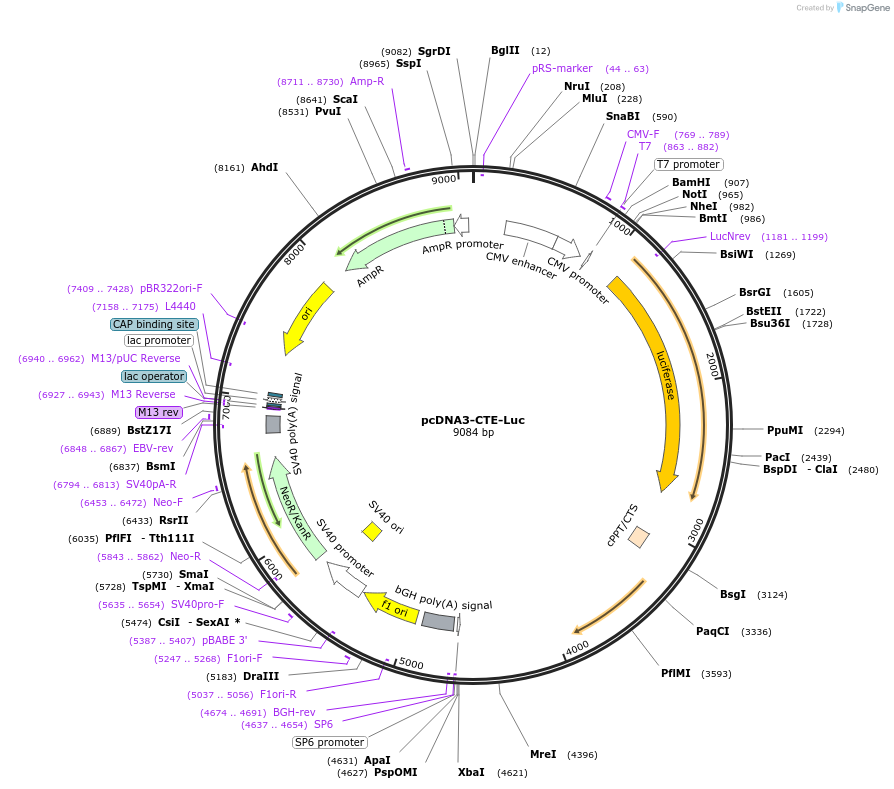 60881-plasmid-map-sequence-id-98231