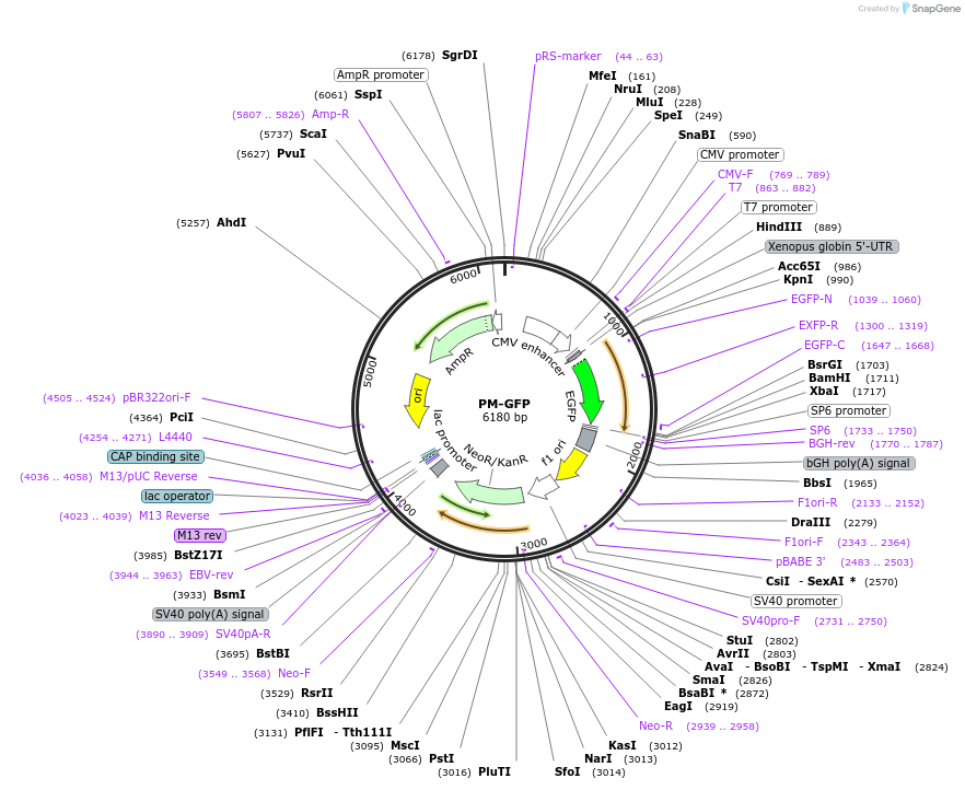 21213-plasmid-map-sequence-id-9824