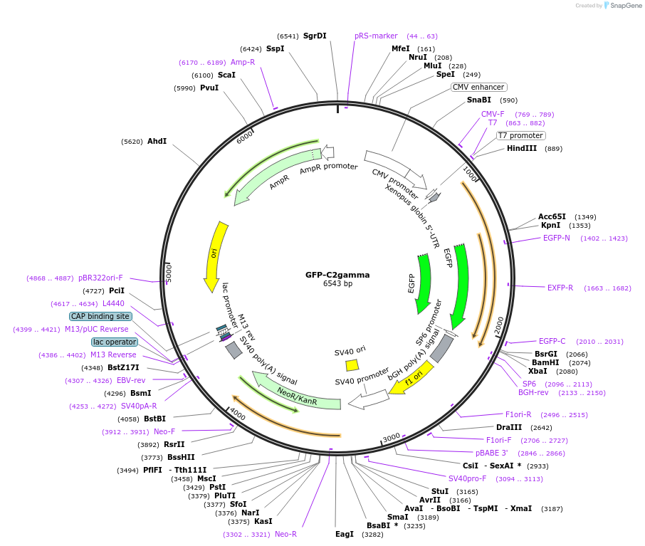21215-plasmid-map-sequence-id-9825