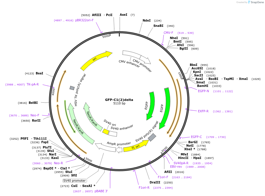 21216-plasmid-map-sequence-id-9826