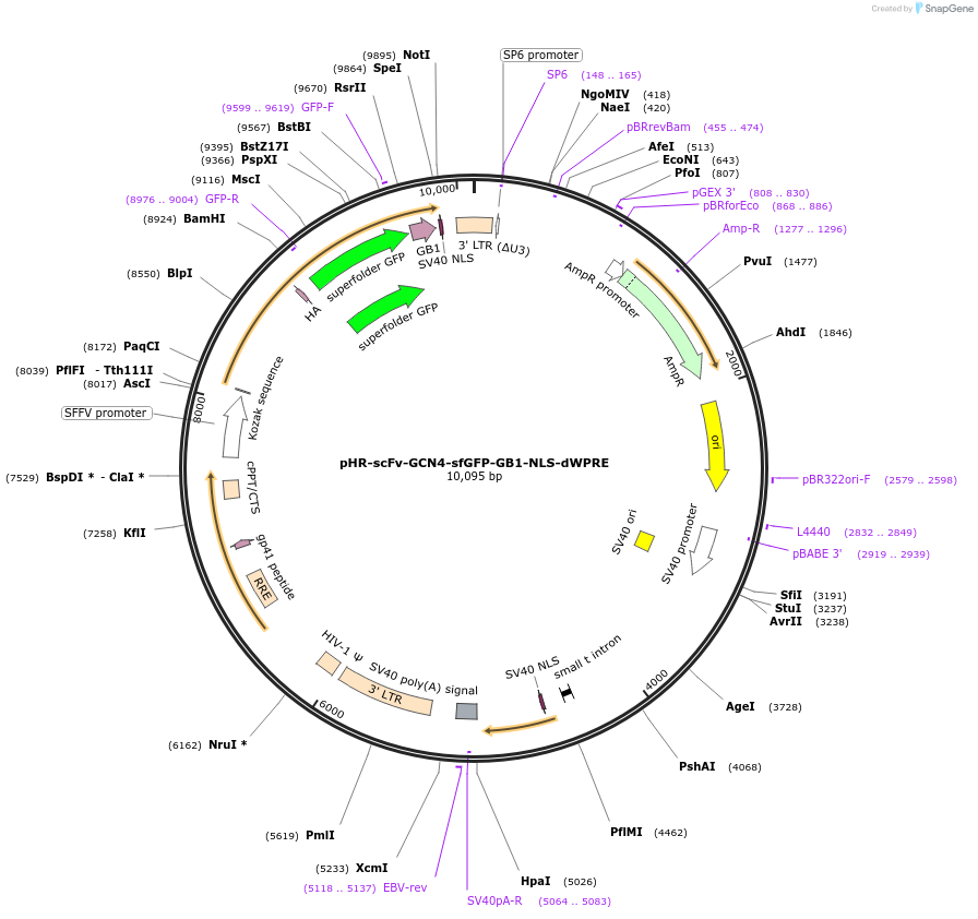 60906-plasmid-map-sequence-id-98290