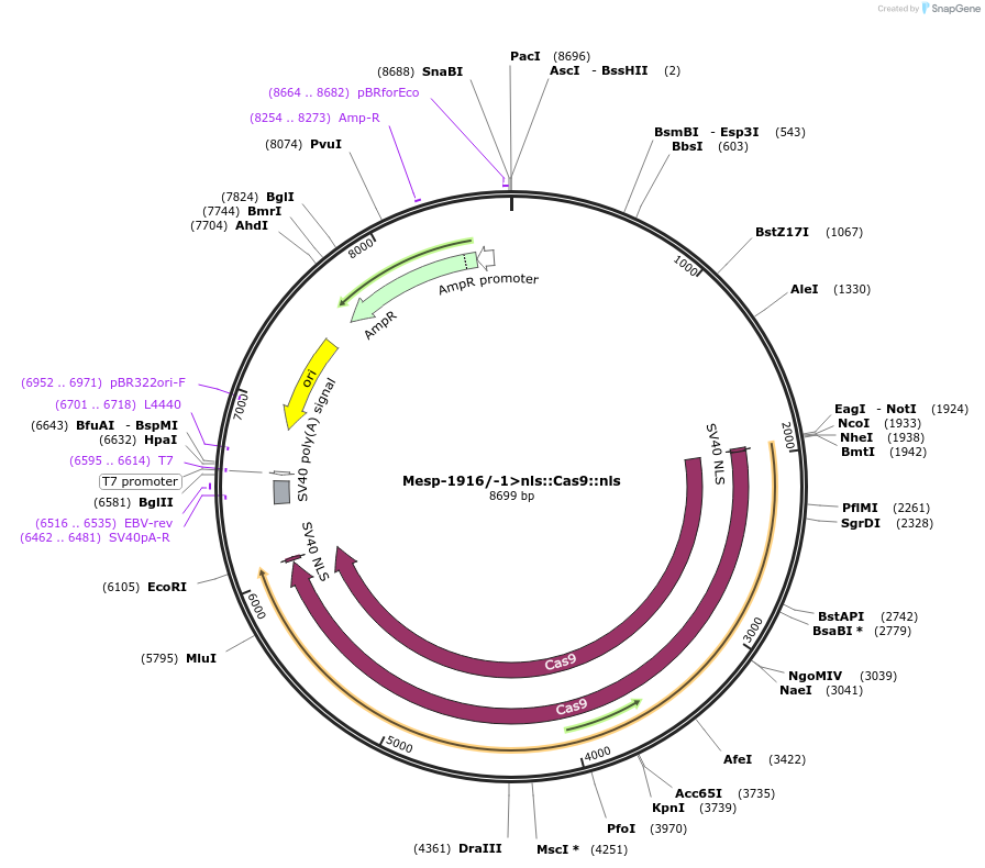 59988-plasmid-map-sequence-id-98318