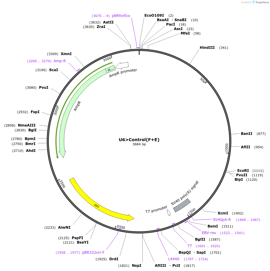 60006-plasmid-map-sequence-id-98321