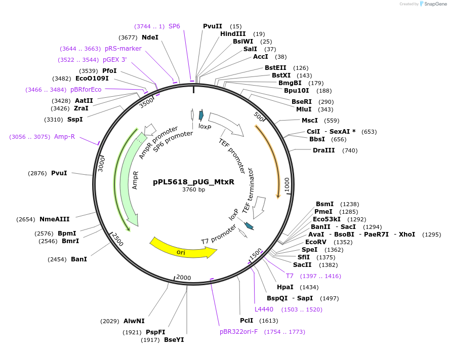 60929-plasmid-map-sequence-id-98323