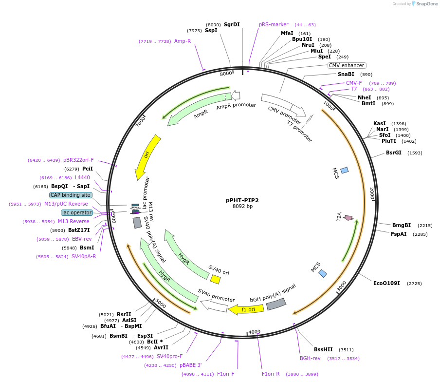60937-plasmid-map-sequence-id-98352