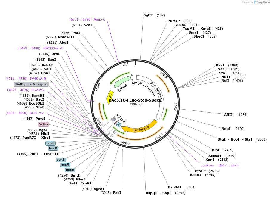 21301-plasmid-map-sequence-id-9849