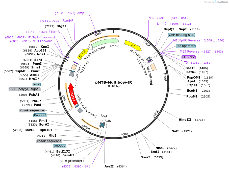 60984-plasmid-map-sequence-id-98502