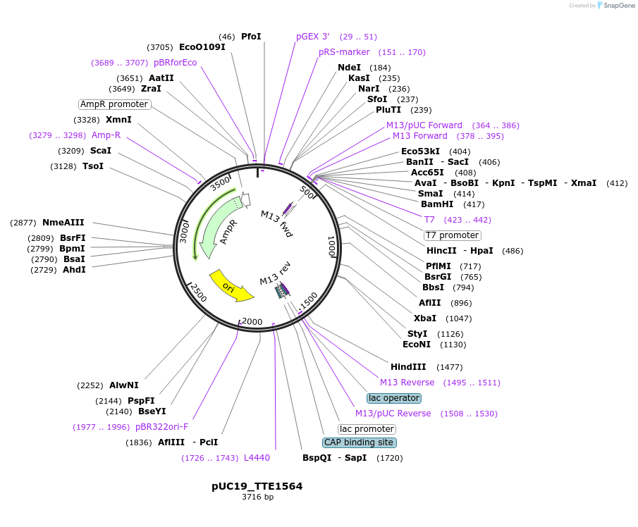 61000-plasmid-map-sequence-id-98510